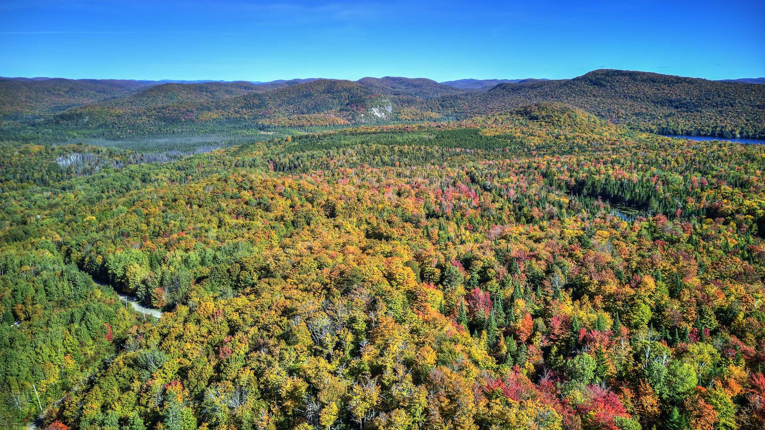 Forêt vue du ciel